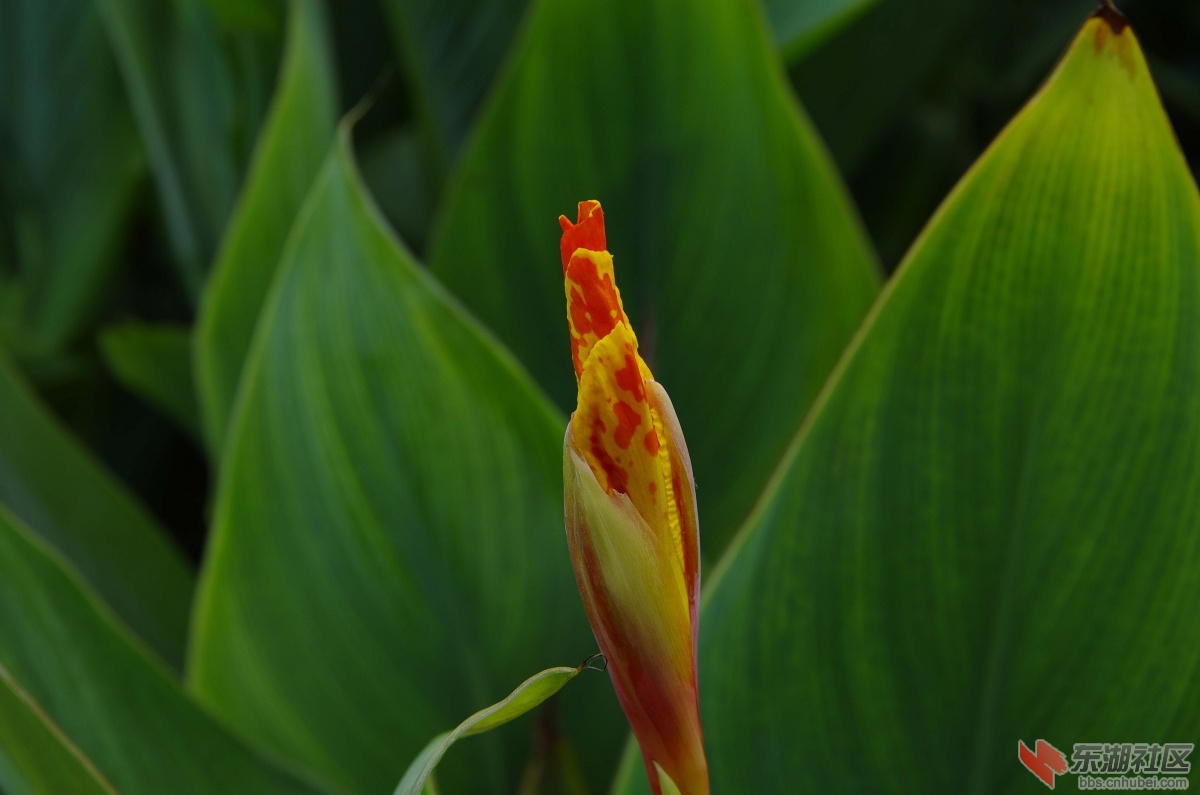 IMGP1354.jpg