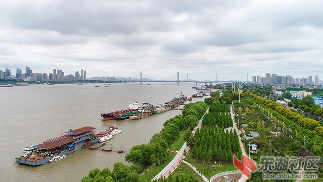 3.武汉江滩绿树成荫之二曾院平摄影.JPG