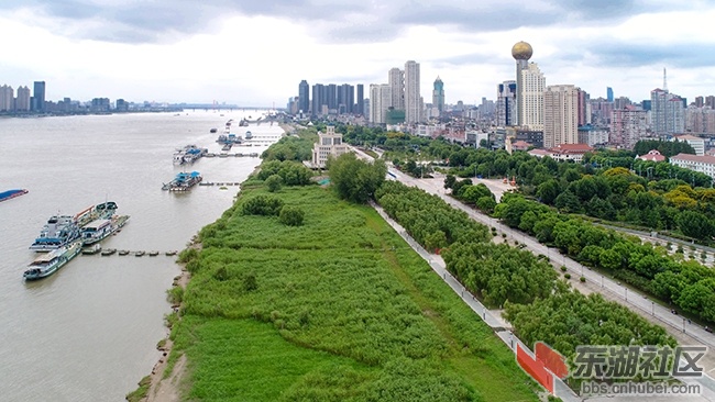 2.武汉江滩绿树成荫之一曾院平摄影.JPG