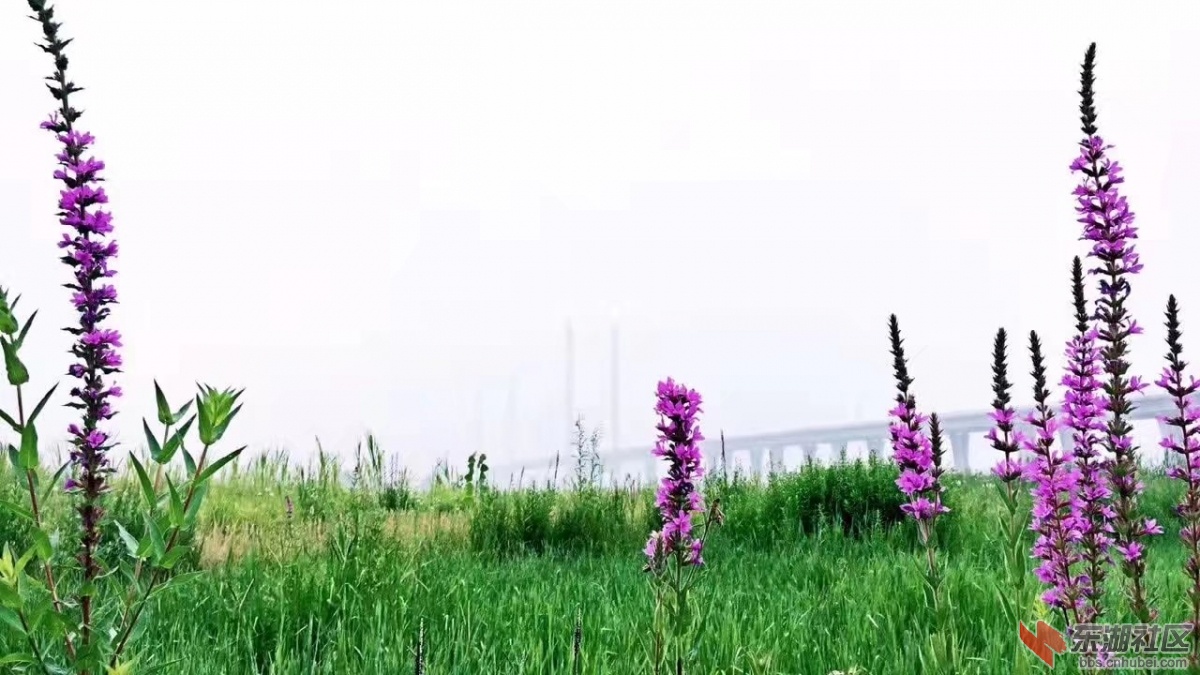 97.jpg