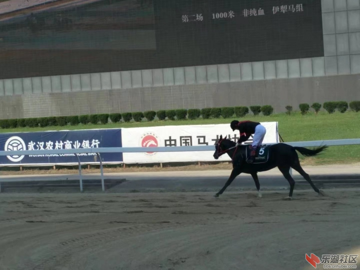 赛马4.jpg