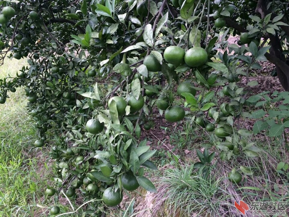 8月硕果累累