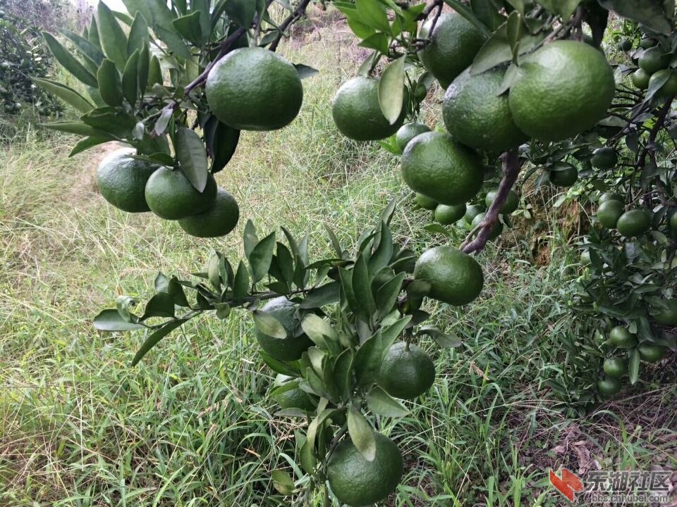 橘子心