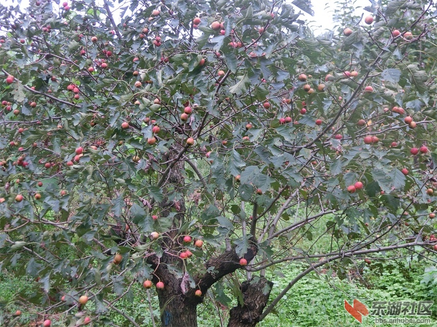 CIMG0802.JPG