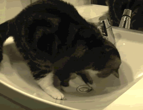 6364619271515265843461326.gif