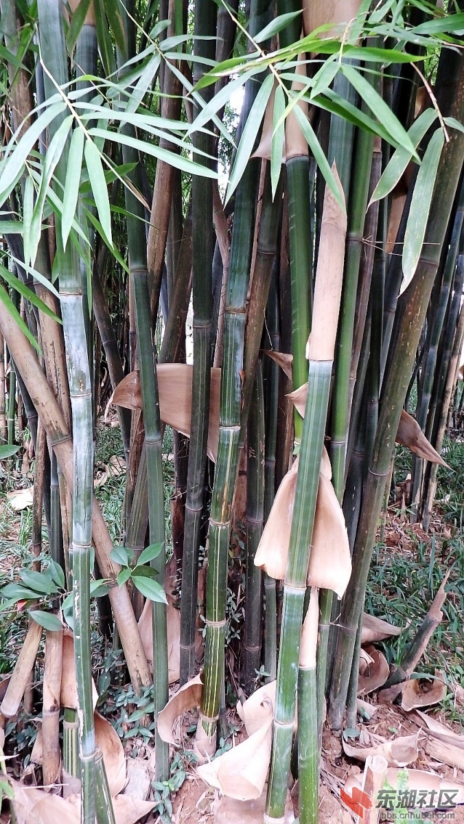 PB038874_conew1.JPG
