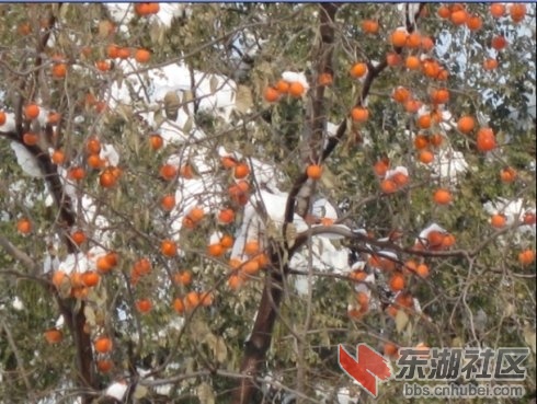 风雪中的柿子树.jpg