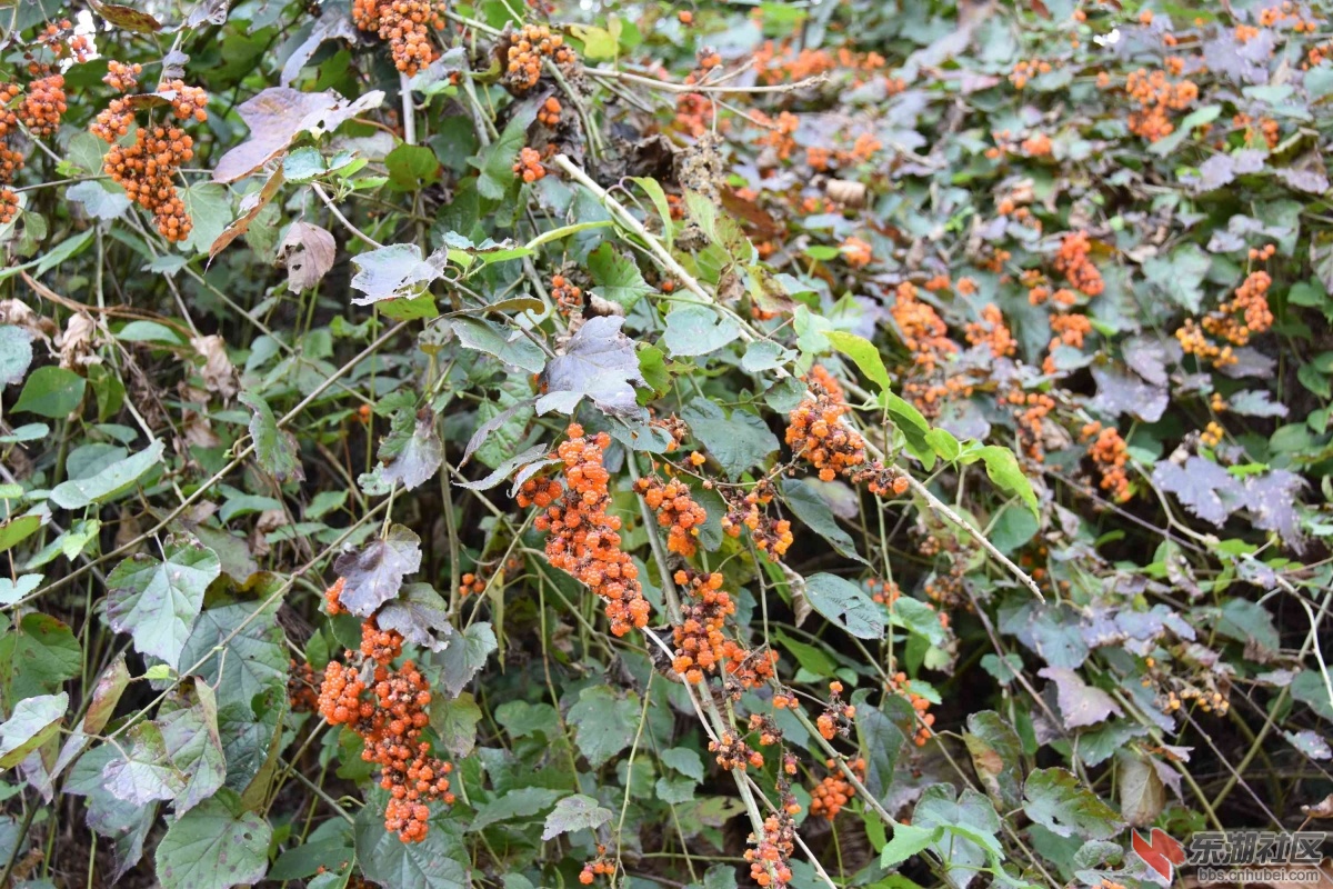 DSC_1108.JPG