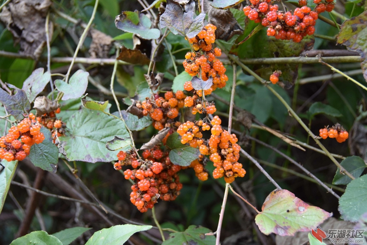 DSC_1109.JPG