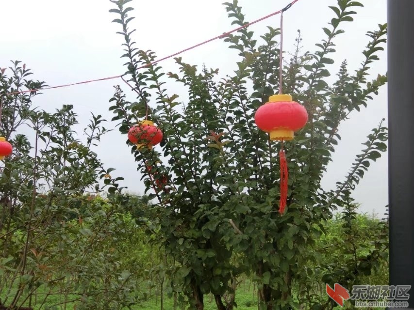 CIMG8583.jpg