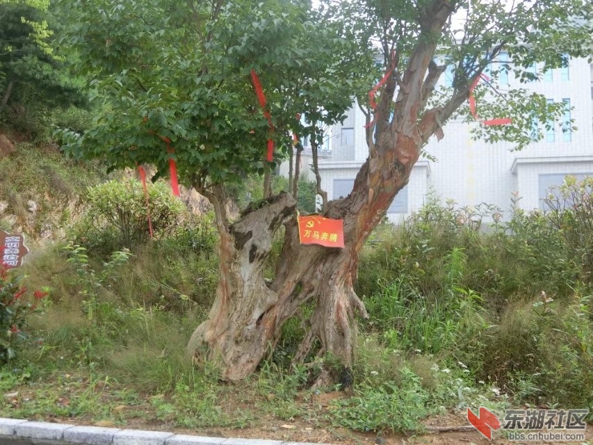 CIMG7104.jpg