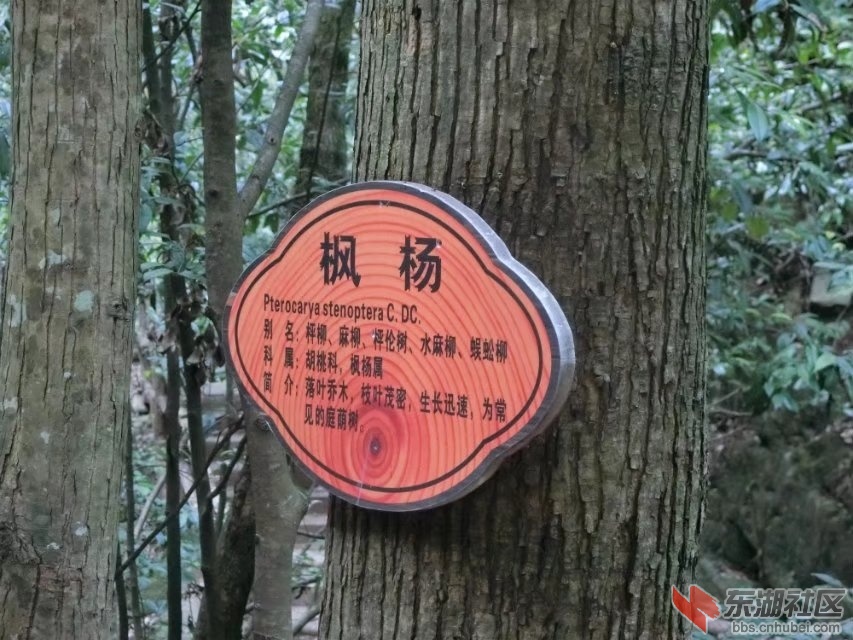 CIMG7324.jpg