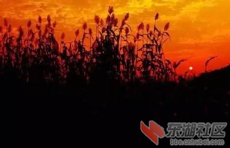 97fb890f31944f3c964ef02433738284_th月亮高粱.png
