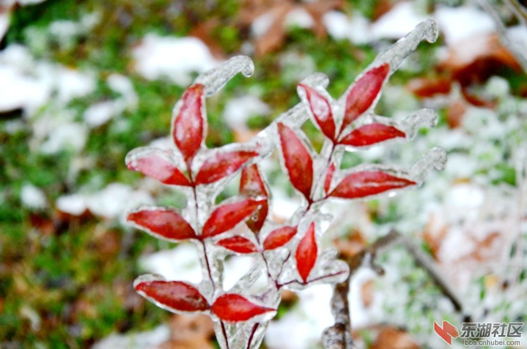 DSC_2908.jpg