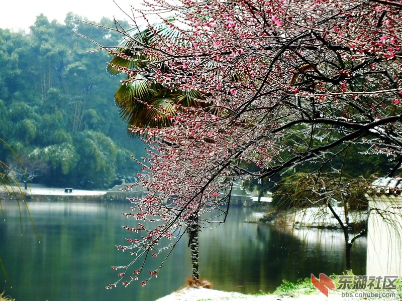 东湖梅花冰雪风雨快来呀