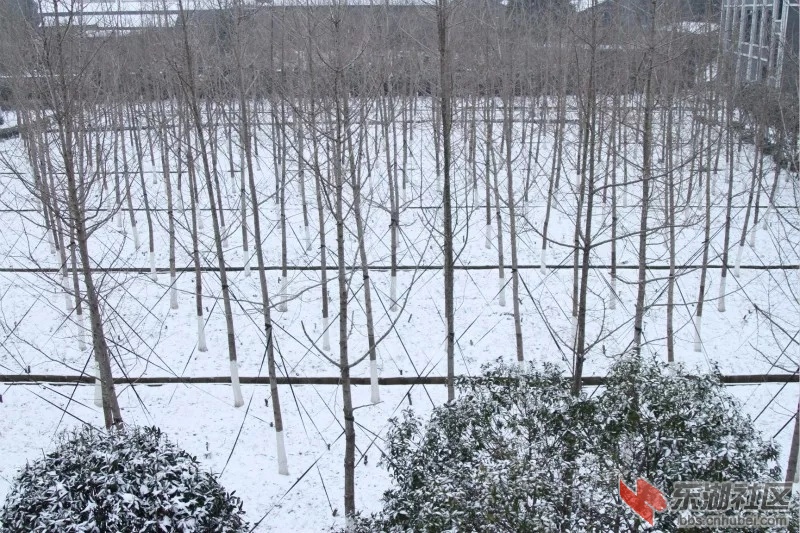 银杏树傲然挺立.webp.jpg