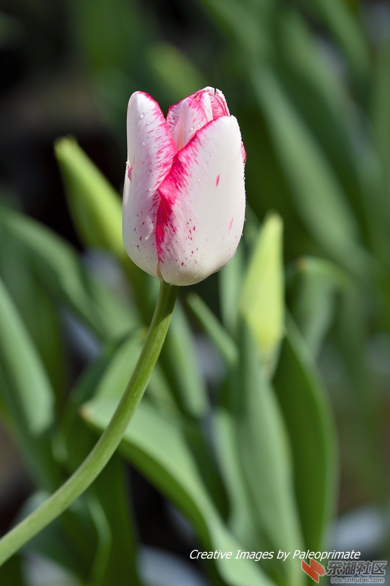_DSC6064.jpg