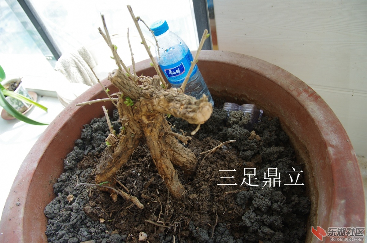 IMGP3237_副本.jpg