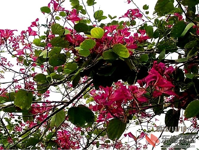 紫荆花.jpg