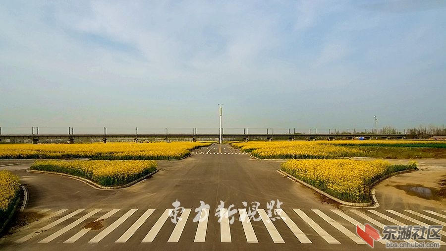 动车与油菜花-4.jpg