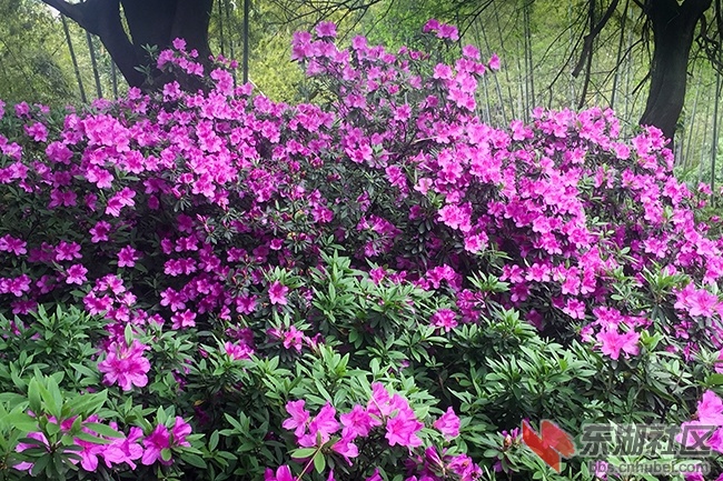 19.曾院平摄影.JPG
