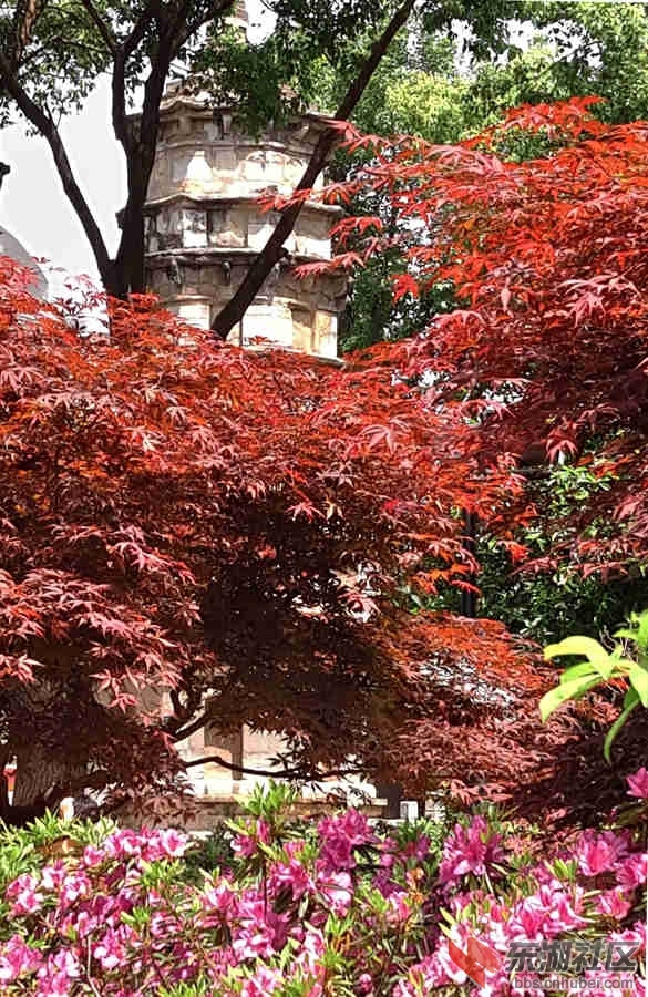 洪山花3.jpg