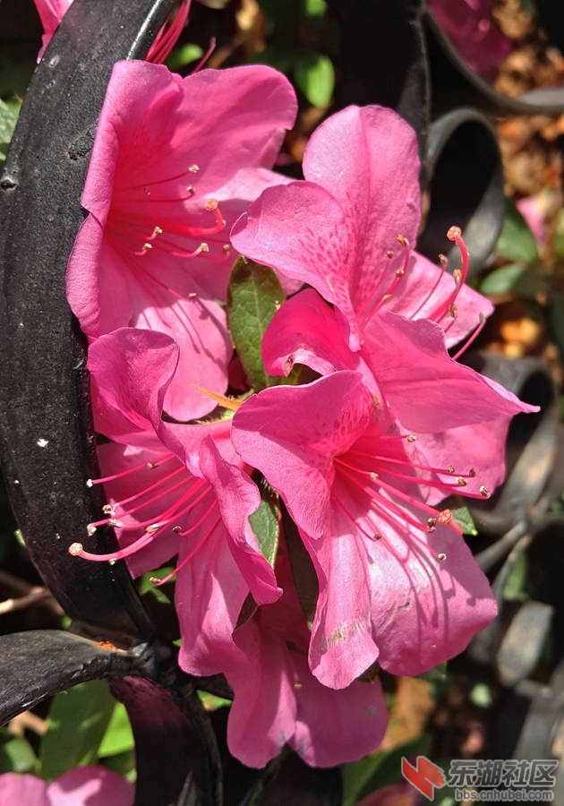 洪山花1.jpg