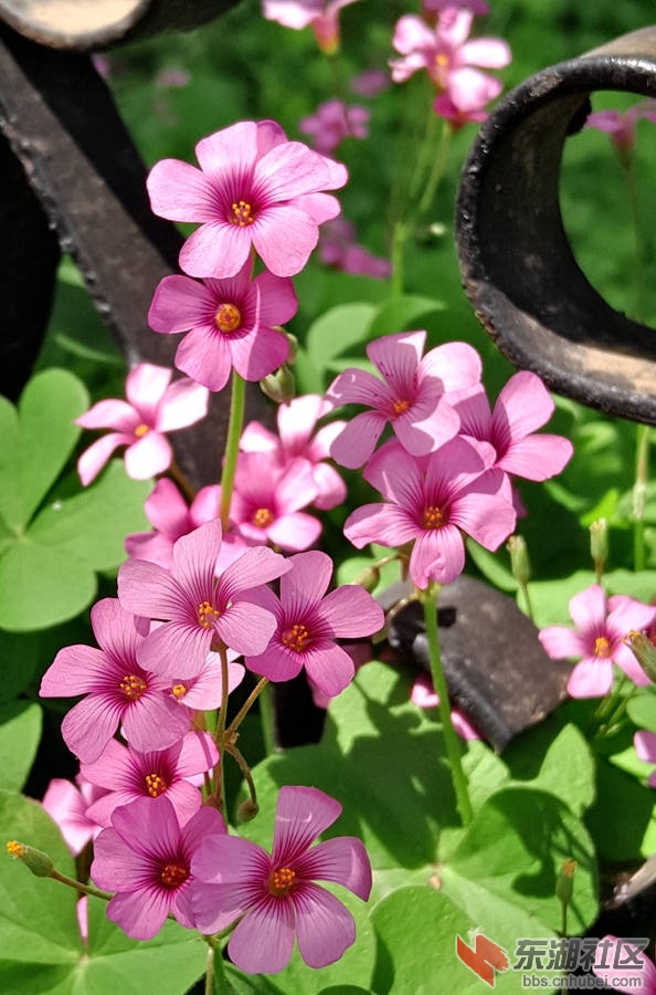 洪山花5.jpg