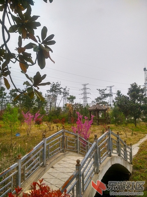 紫荆花1.jpg