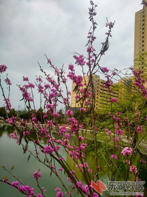 紫荆花3.jpg