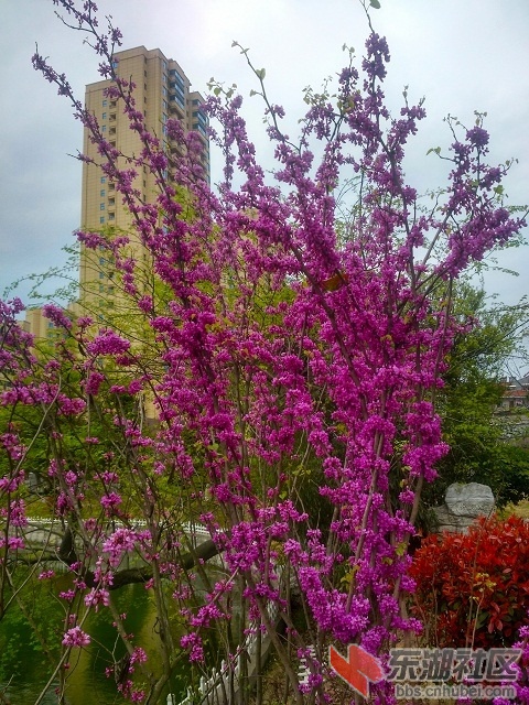 紫荆花4.jpg