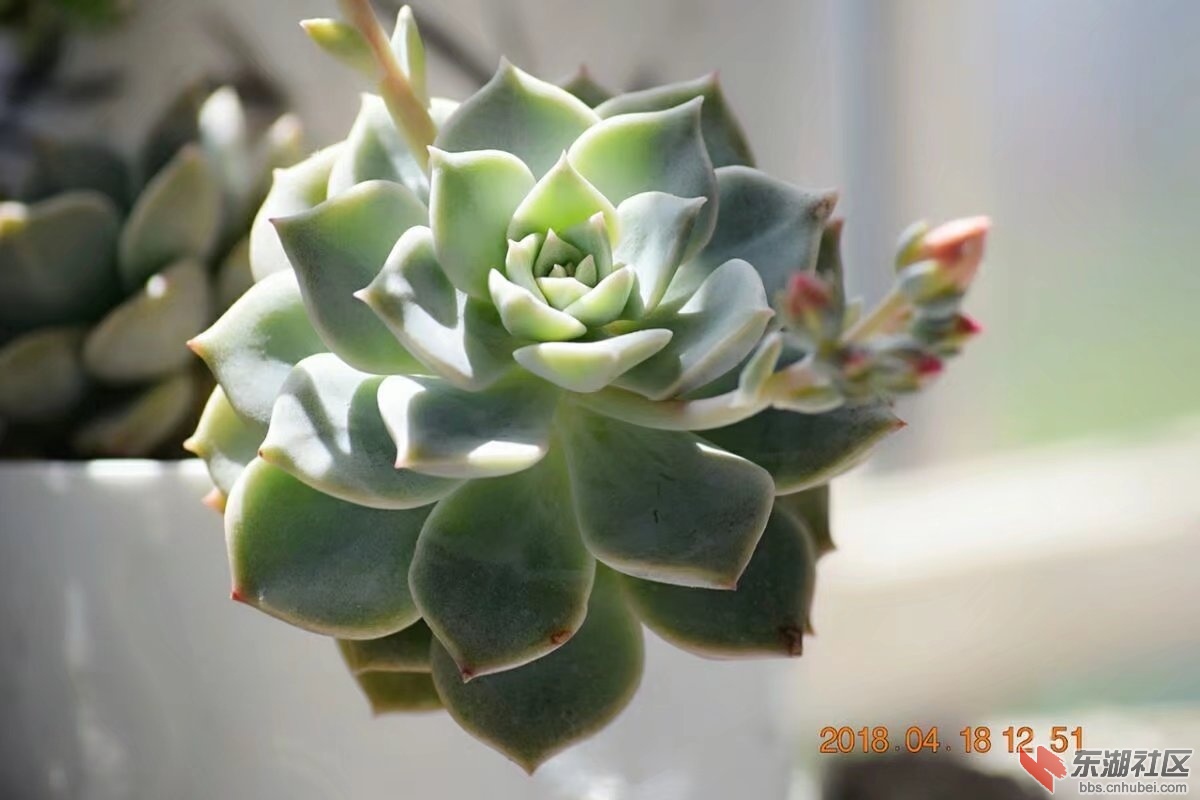 psb (11).jpg
