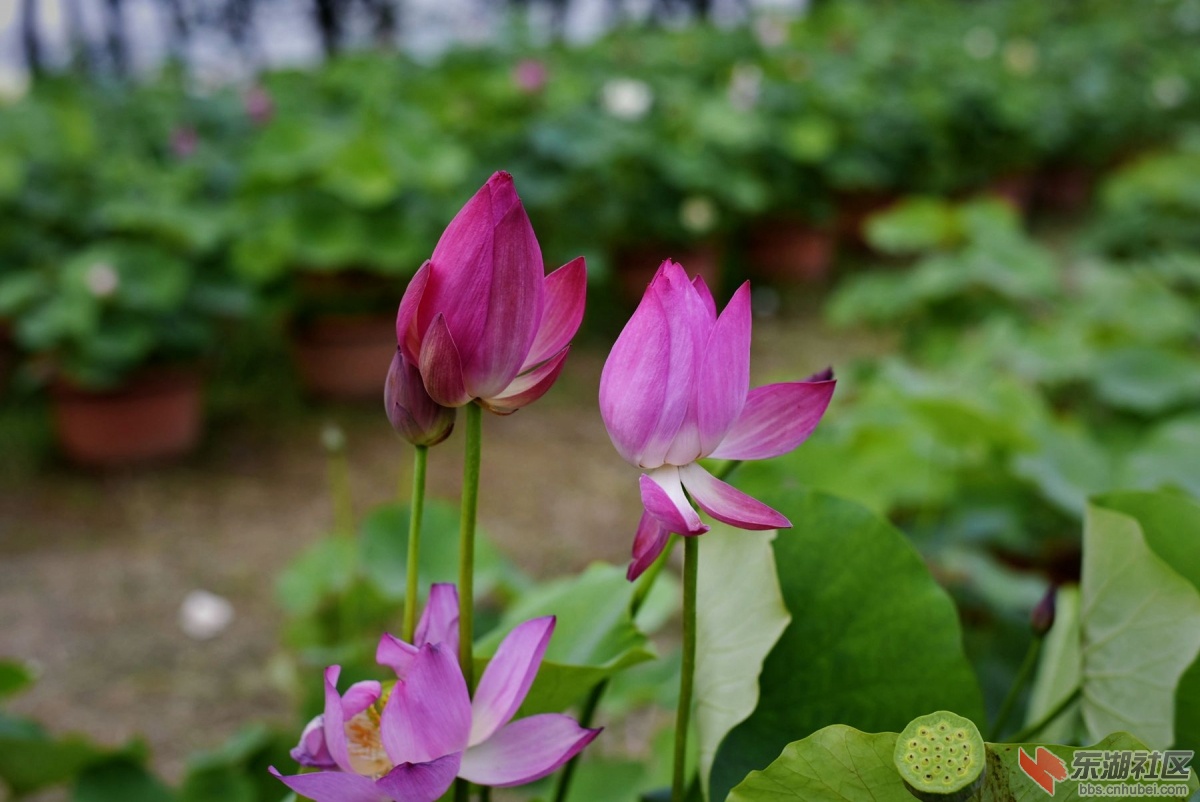 _DSC7529_副本_副本.jpg