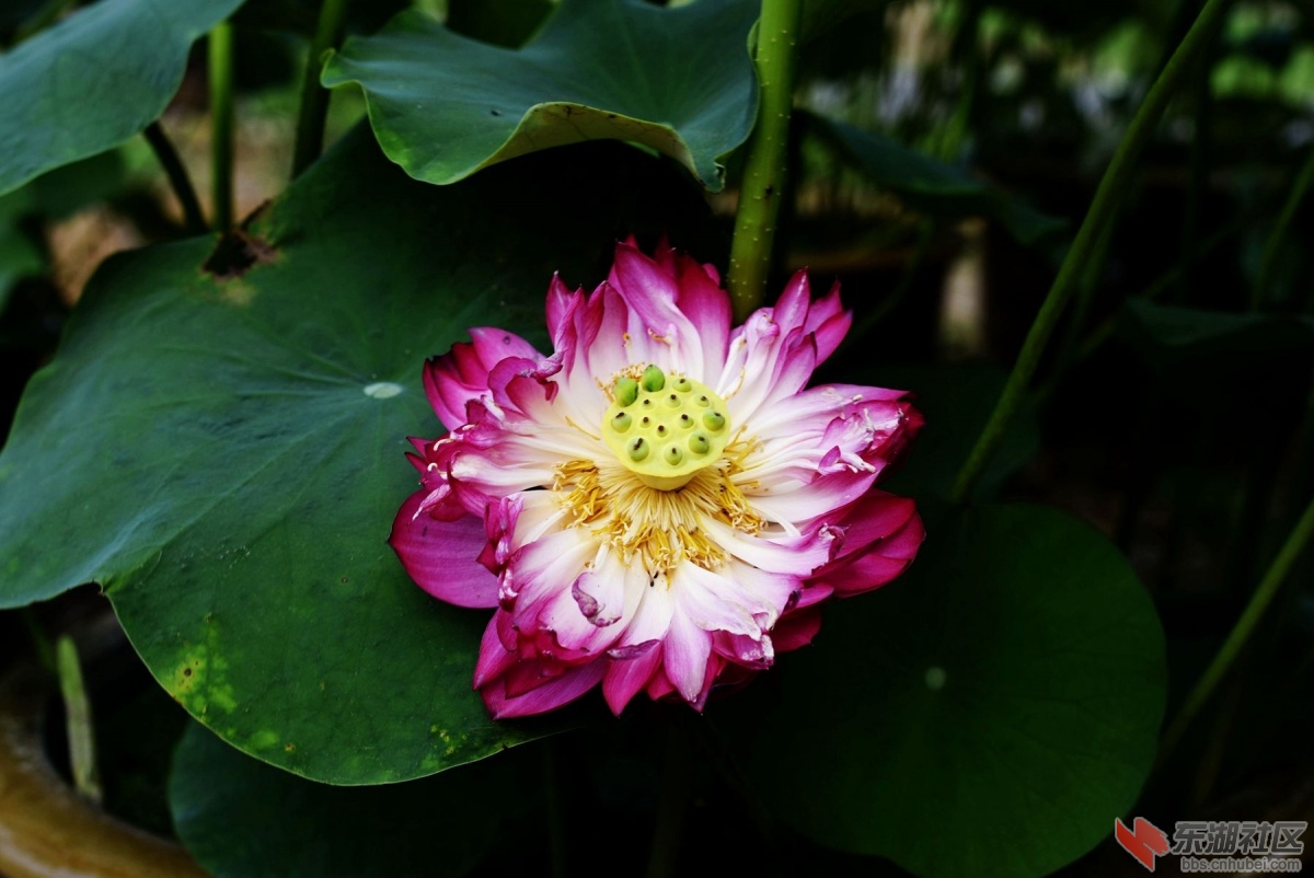 _DSC7548_副本_副本.jpg