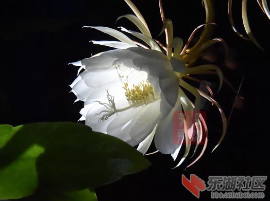DSC_3743 - 副本.JPG