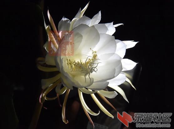 DSC_3735 - 副本.JPG