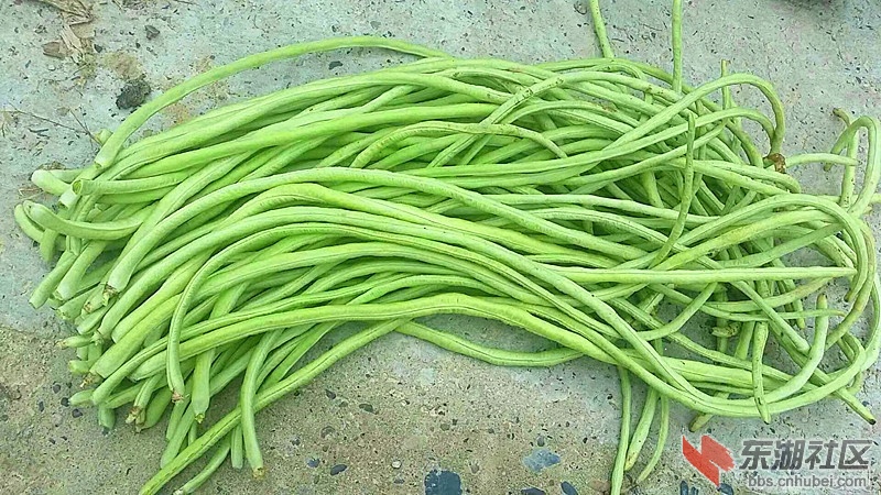 豇豆.jpg