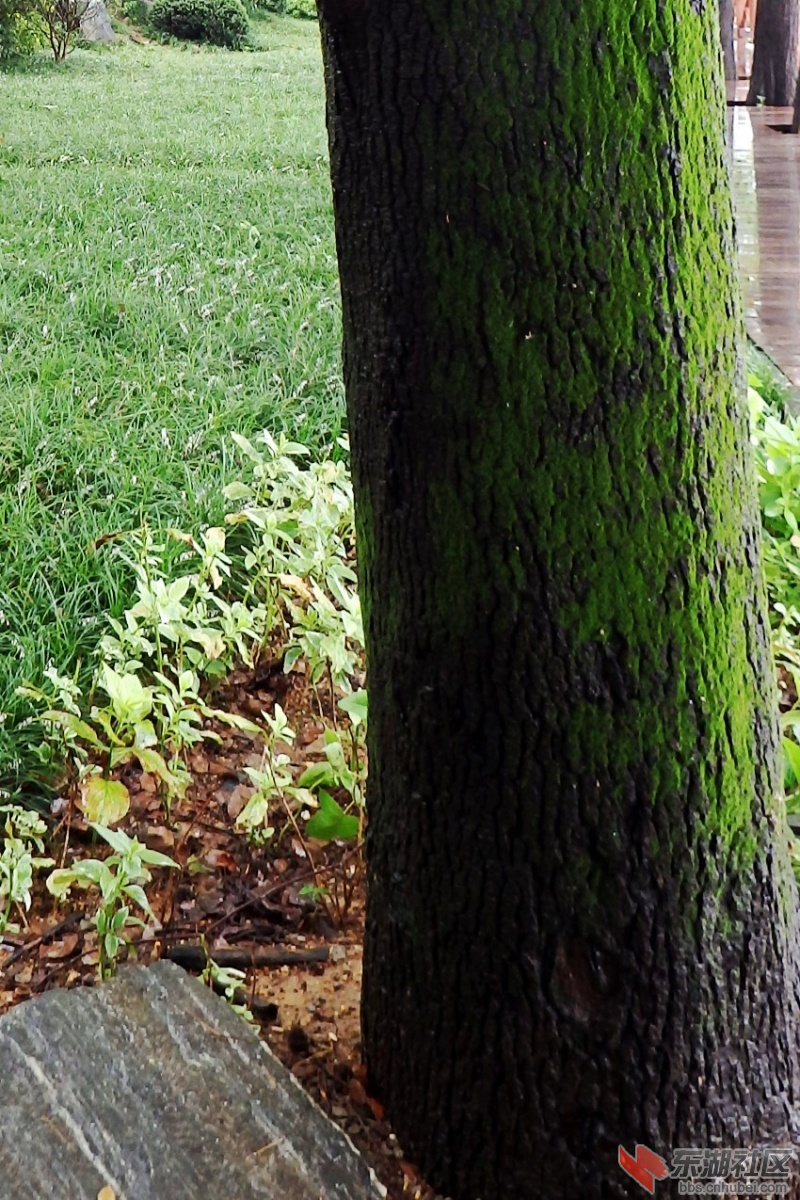 P5313699_conew3.JPG