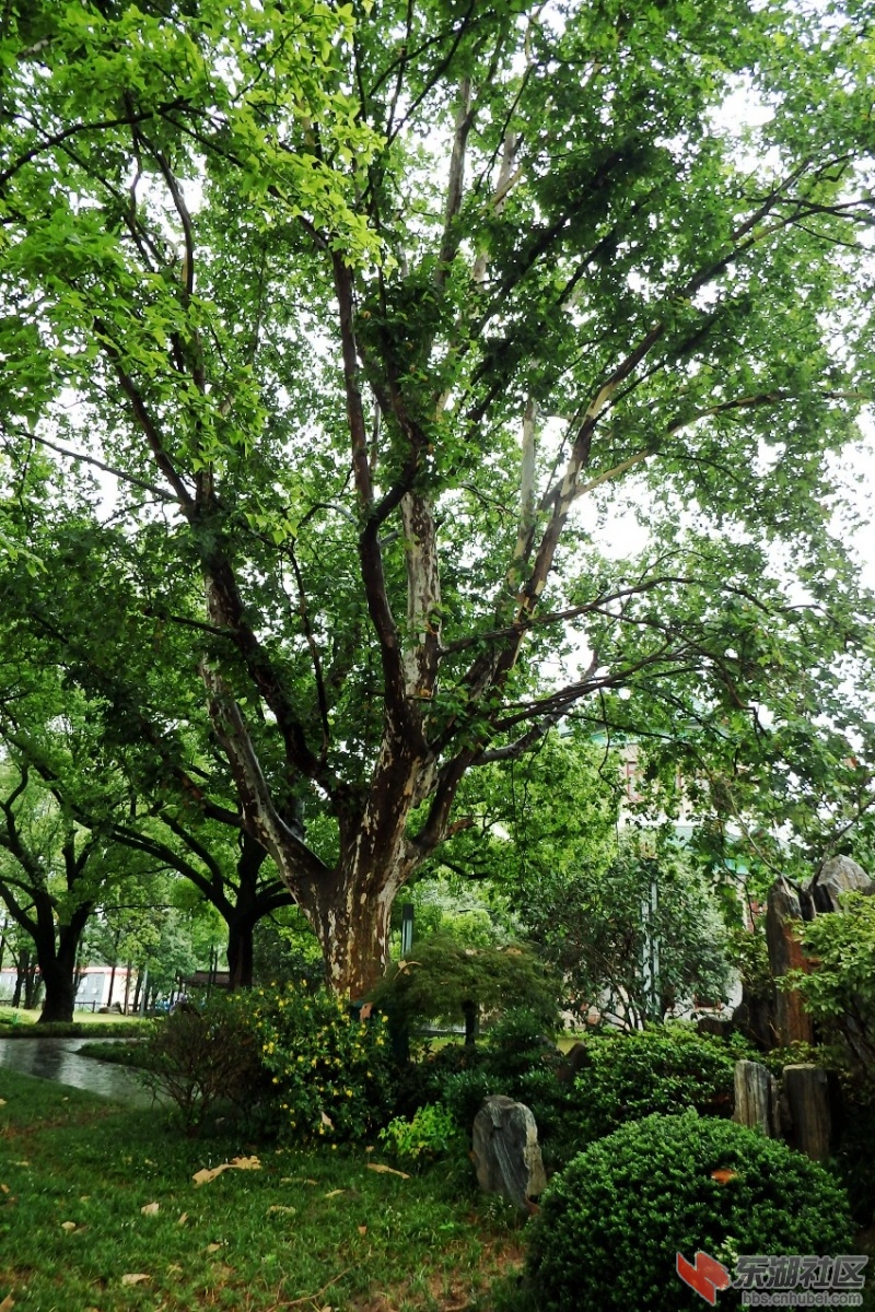 P5313707_conew1.JPG