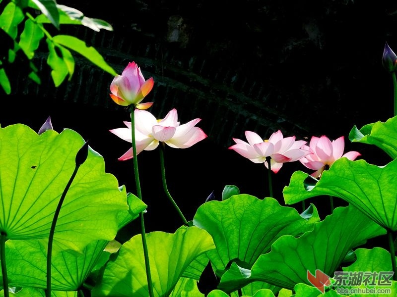 DSCN9569_副本.jpg