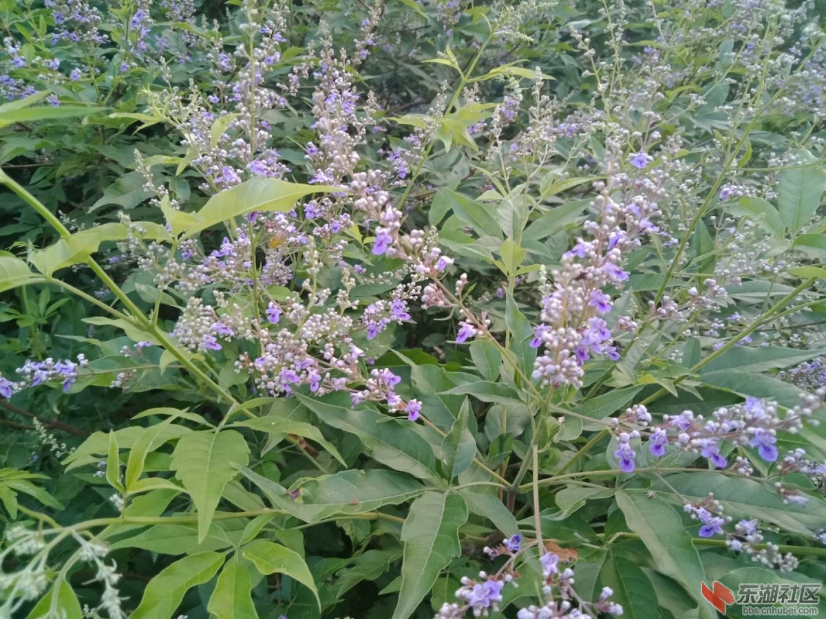 荆条花