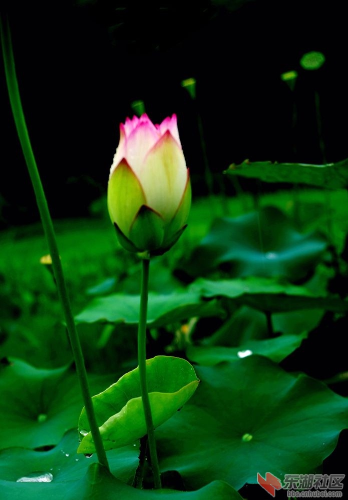 IMGP0208_副本.jpg