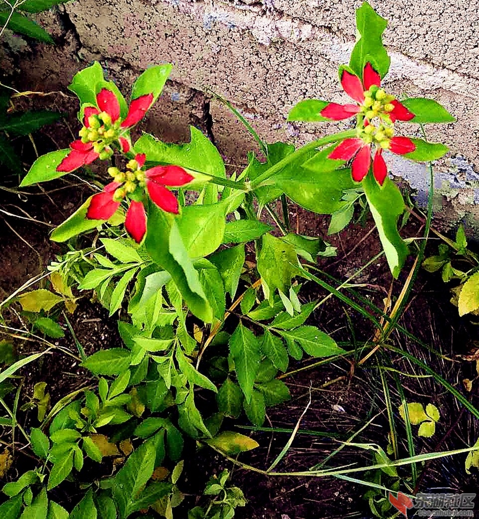花草.jpg