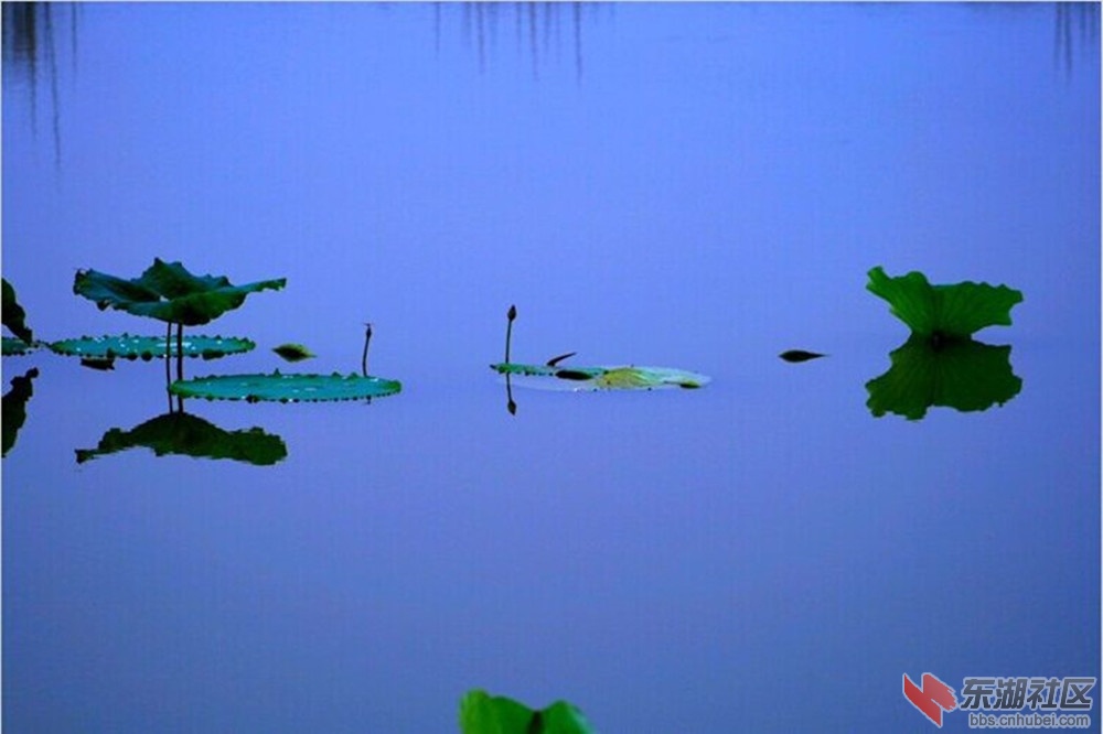 荷花2.jpg