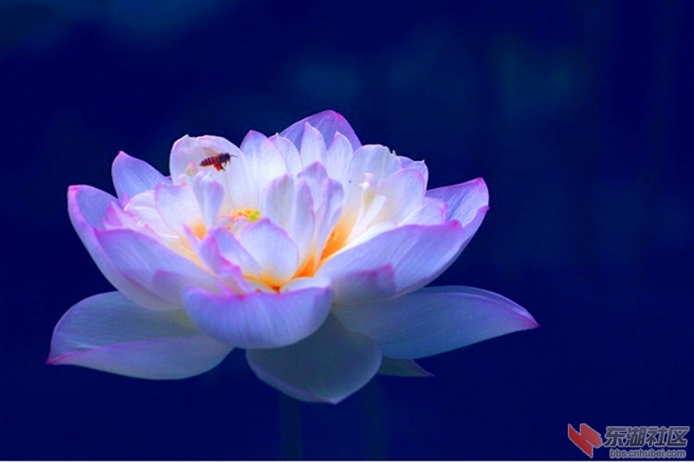 荷花3.jpg