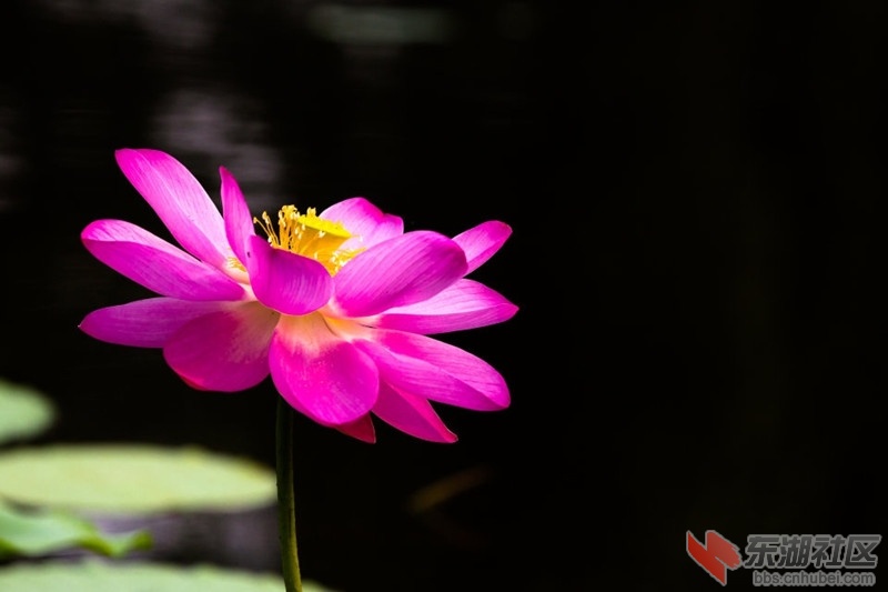 荷花7.jpg