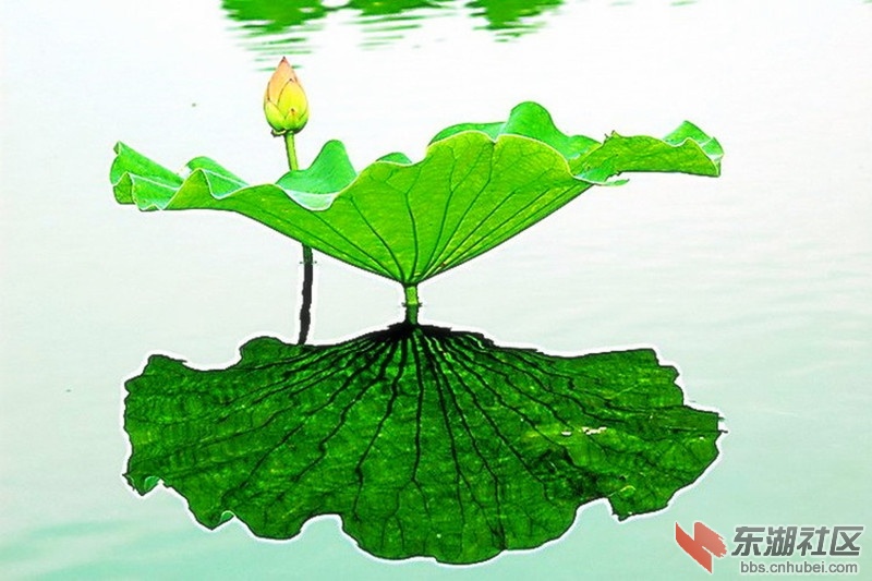 荷花10.jpg