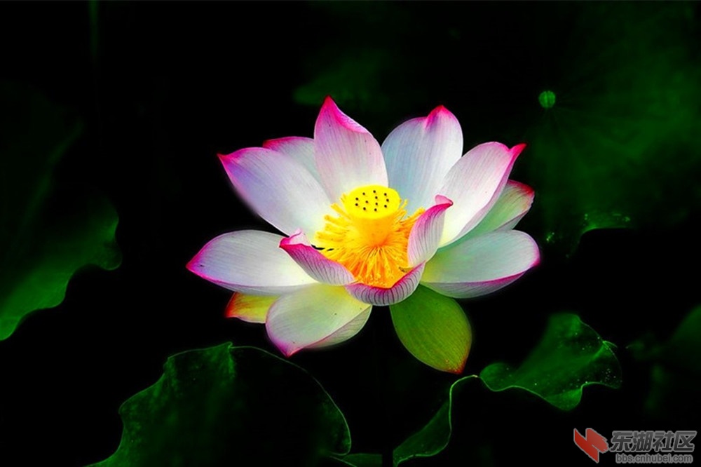 荷花3.jpg
