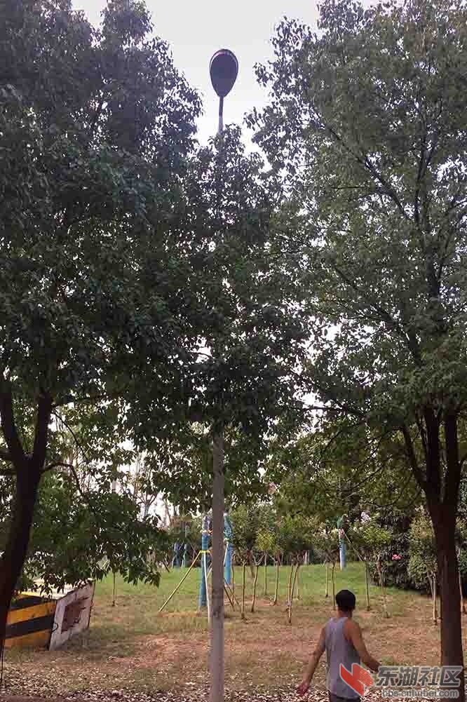5.树在路边原有电灯杆（晚上不亮）.JPG