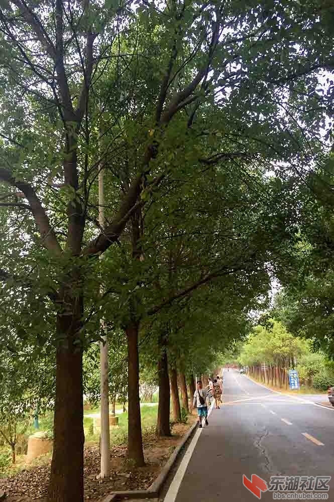 6.树在路边原有电灯杆（晚上不亮）.JPG